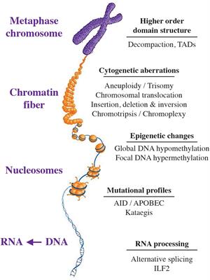 Germline Risk Contribution to Genomic Instability in Multiple Myeloma